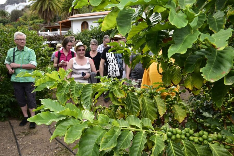 Gran Canaria: Grand Island Tour by Bus with Transfers - Gáldar and the banana plantation choice