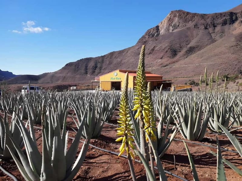 Gran Canaria: Island Highlights Tour with Optional Lunch - Is $79 good value?