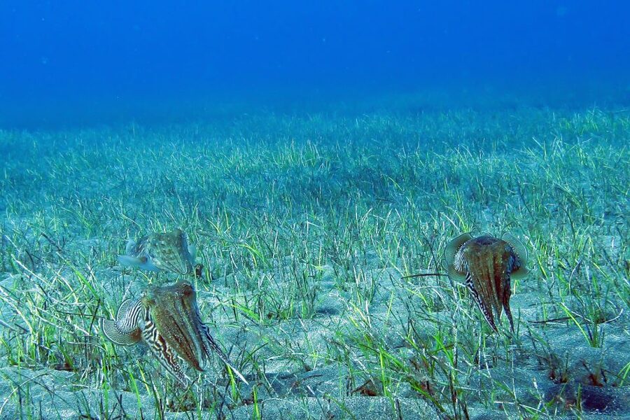 Gran Canaria:Live an Adventure and Learn to Dive with Expert - Key Points Before You Book