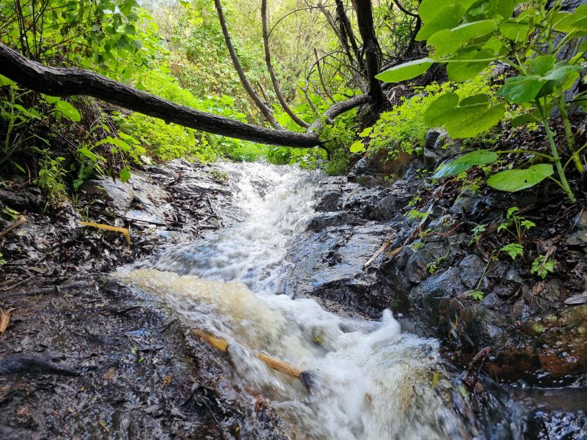 Gran Canaria: "Magic Waterfalls" Hiking Tour - Waterfalls, plants, and the island’s microclimate