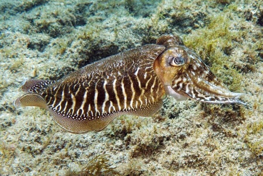 Gran Canaria: Snorkeling Trip - Timing: two hours on the schedule, less than an hour snorkeling