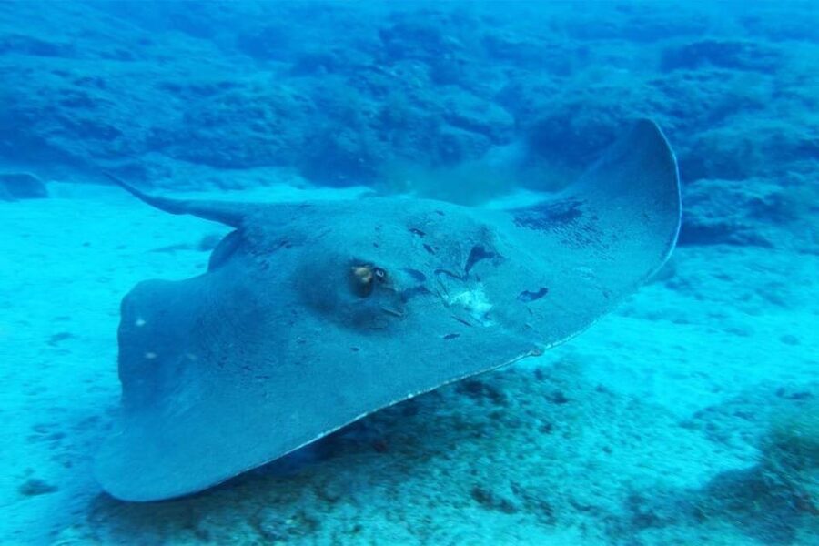 Gran Canaria: Snorkeling Trip - Who should book this snorkeling trip?
