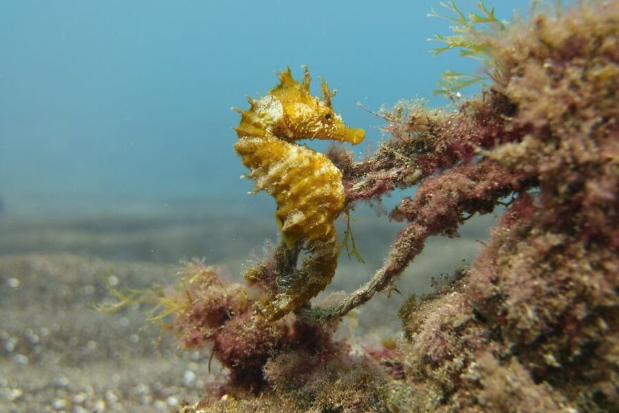 Gran Canaria: Try Scuba Diving for Beginners - One hour among Gran Canaria’s fish