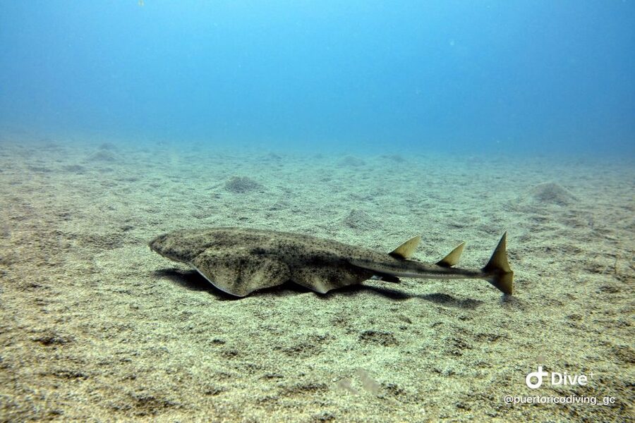 Gran Canaria: Try Scuba Diving for Beginners - What the small group really means