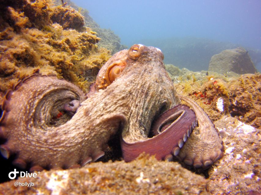 Gran Canaria: Try Scuba Diving for Beginners - The price and what you receive for $94
