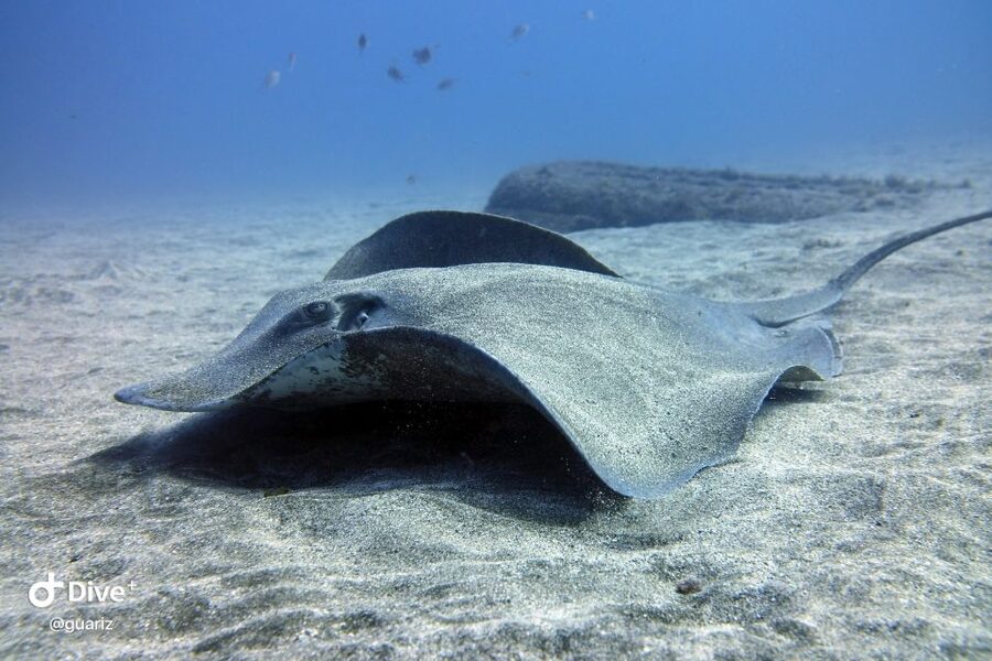 Gran Canaria: Try Scuba Diving for Beginners - The honest drawbacks for nervous swimmers