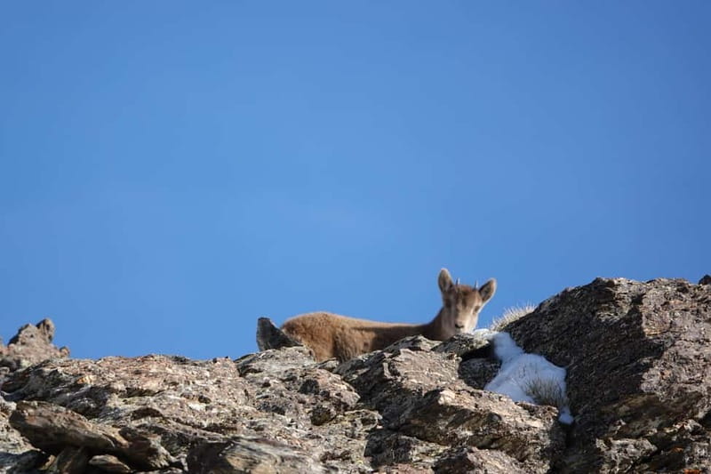 Granada: Sierra Nevada Safari Tour to 2500 m with a Drink - The guide makes the difference