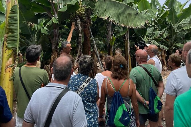 Guided tour of the Banana World - Banana wine, an old Canarian house, and practical tips