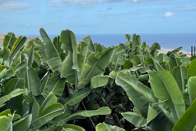 Guided tour of the Banana World - What the Banana World visit is really about