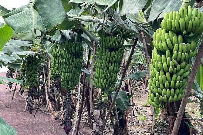 Guided tour of the Banana World - The tasting: banana wine, jam, and unusual pairings