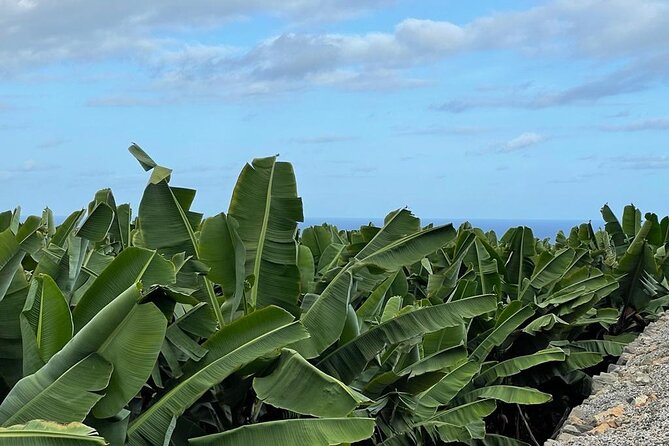 Guided tour of the Banana World - Is $18.14 good value?