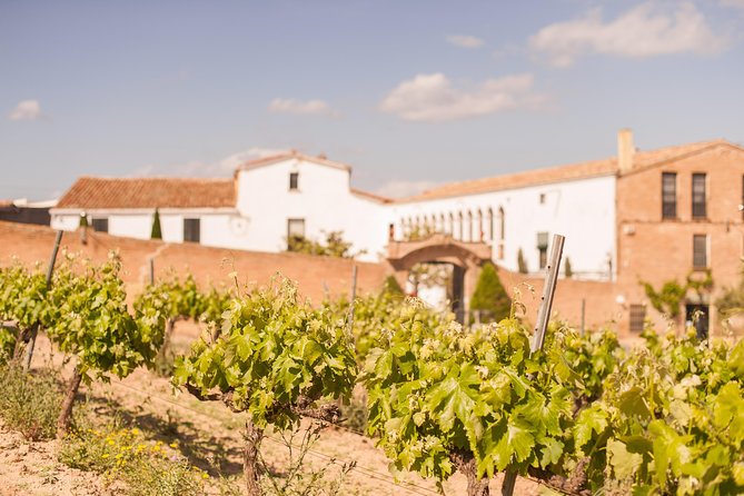 High-End Vineyard Escape: Cava, Tapas & Wine | Private Tour - What the wine education is really like