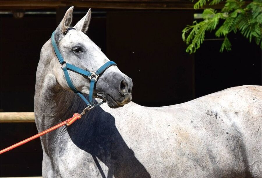 Horse-Drawn Carriage Ride Through Seville - San Telmo Palace and the Torre del Oro