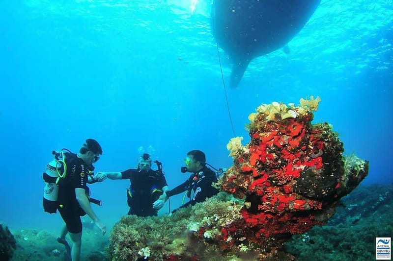 Ibiza Scuba Diving for Beginners and Snorkeling - Key points before you book