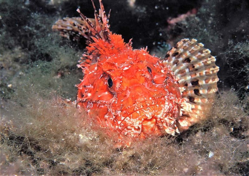 Ibiza Scuba Diving for Beginners and Snorkeling - Who will enjoy this most?