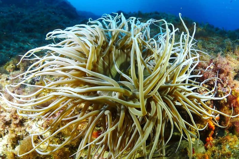 Ibiza Scuba Diving for Beginners and Snorkeling - The practical limits and health rules