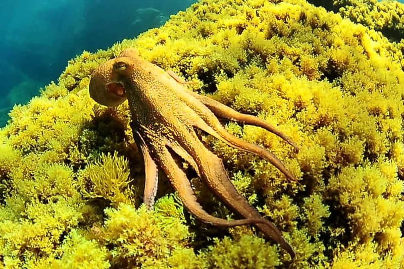 Ibiza Scuba Diving for Beginners and Snorkeling - What the 3.5-hour outing feels like