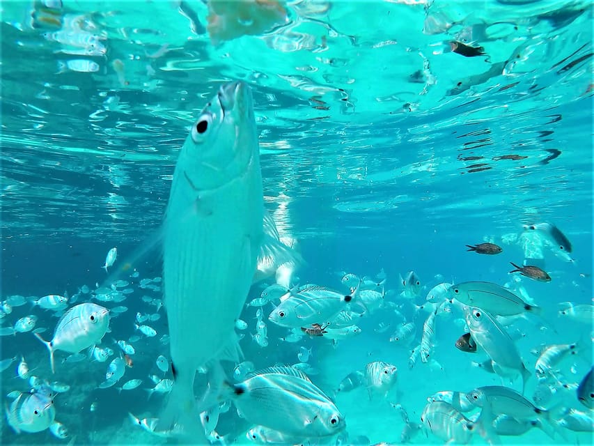 Ibiza: Snorkeling and SUP Paddle, Beach and Cave Boat Tour - The Cruise Along Ibiza’s West Coast