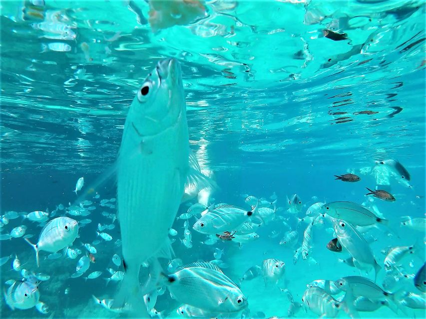 Ibiza: Snorkeling and SUP Paddle, Beach and Cave Boat Tour - Is $68 Good Value For Three Hours?