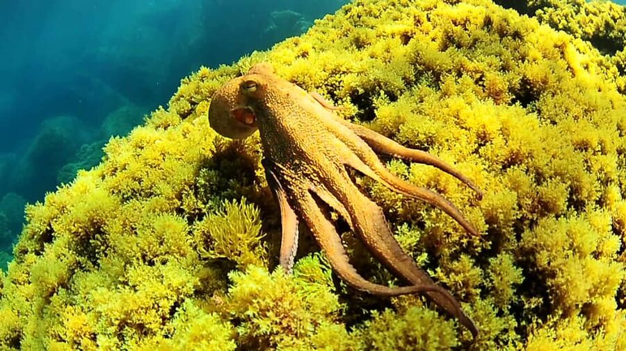 Ibiza: Snorkeling and SUP Paddle, Beach and Cave Boat Tour - Meeting At San Antonio’s Port Promenade