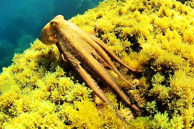 Ibiza Snorkeling Beach and Cave Tour - Platges de Comte brings clear water and sandy bottoms