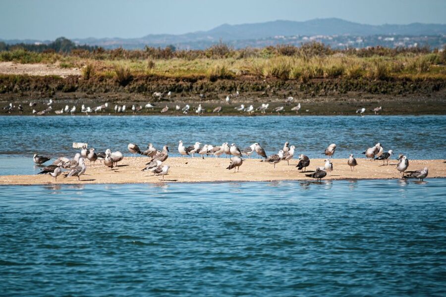 Isla Cristina/Isla Canela: Boat Trip Through the Marshes - Is $16 good value for one hour?