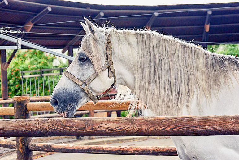 Jerez: Royal Andalusian School of Equestrian Art Admission - Explore the 11-room Museum of Equestrian Art