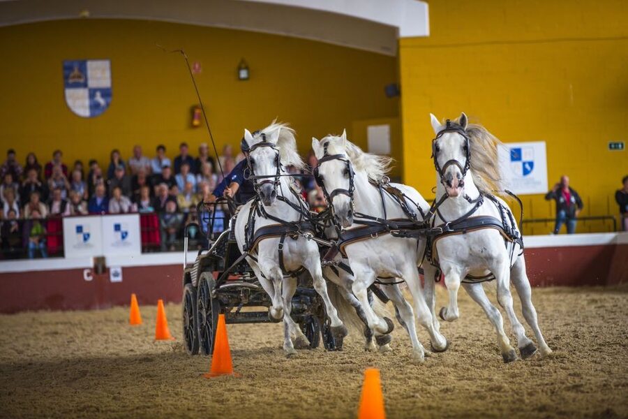 Jerez: Yeguada de la Cartuja Carthusian Horses Tour - Key points at a glance