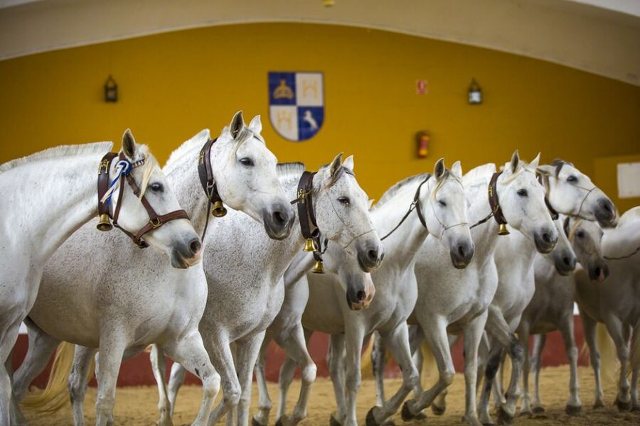 Jerez: Yeguada de la Cartuja Carthusian Horses Tour - Why these horses matter in Jerez