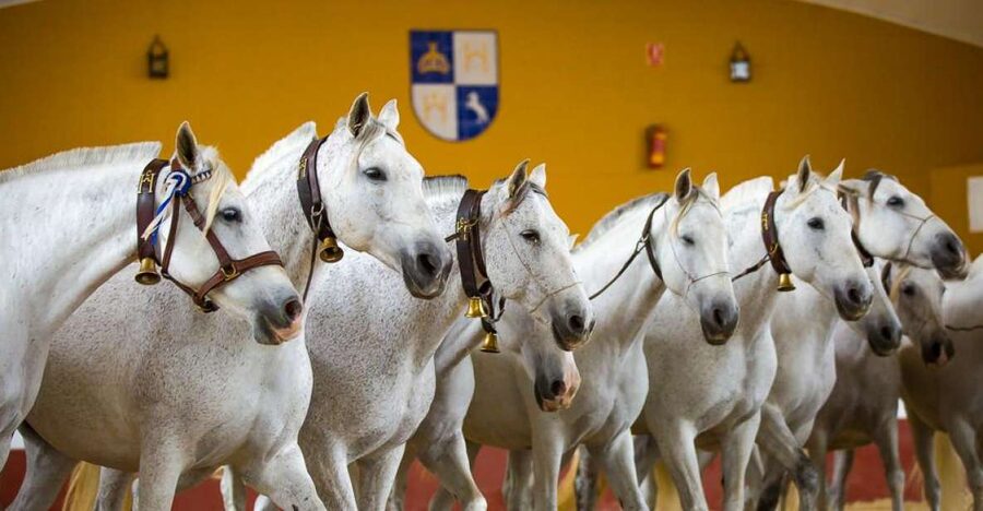 Jerez: Yeguada de la Cartuja Carthusian Horses Tour - The farm tour: mares, colts, and stallions