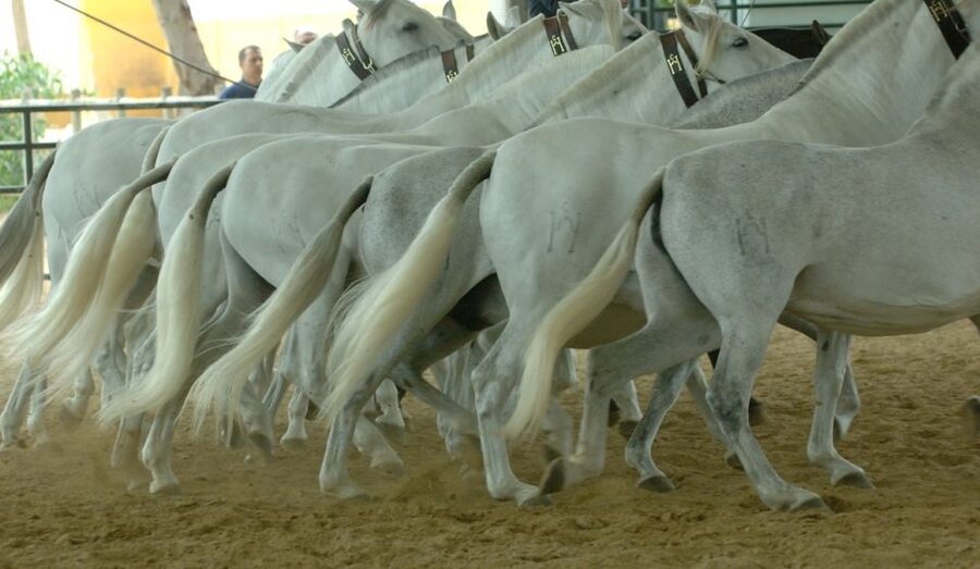Jerez: Yeguada de la Cartuja Carthusian Horses Tour - What the Carthusian lineage tells you