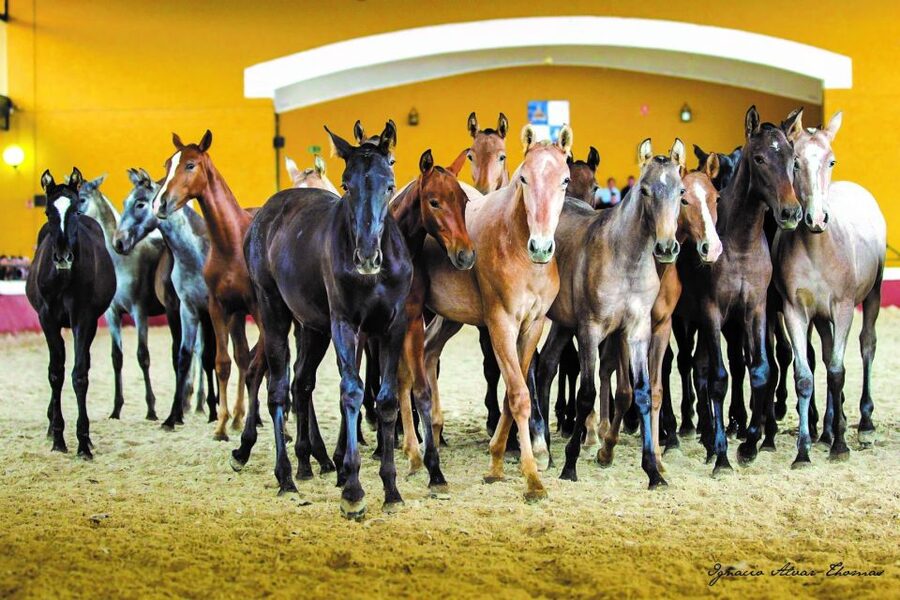 Jerez: Yeguada de la Cartuja Carthusian Horses Tour - Is two and a half hours the right length?