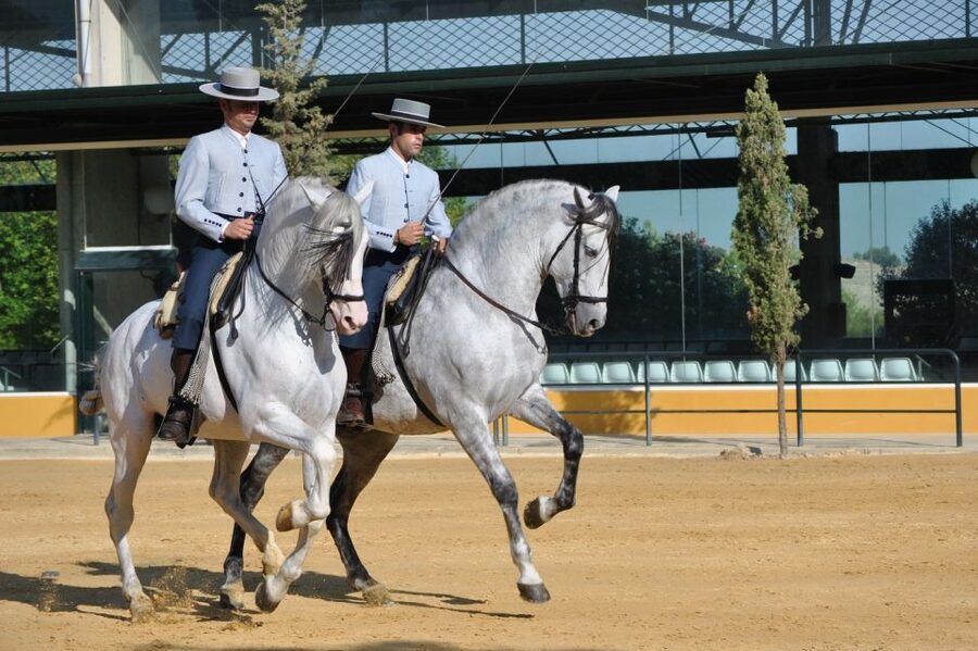 Jerez: Yeguada de la Cartuja Carthusian Horses Tour - Guides, languages, and the human side