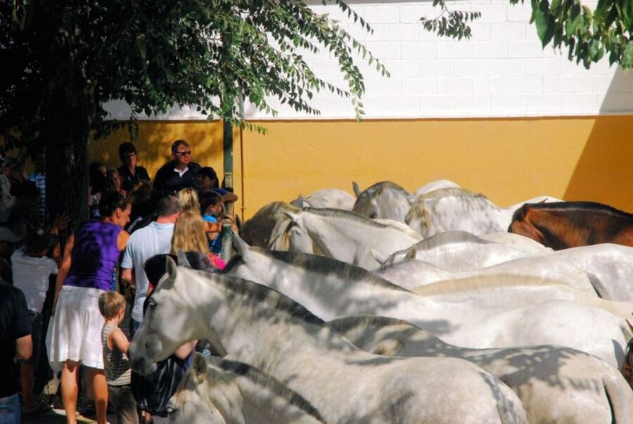 Jerez: Yeguada de la Cartuja Carthusian Horses Tour - The real cost: $22 plus getting there
