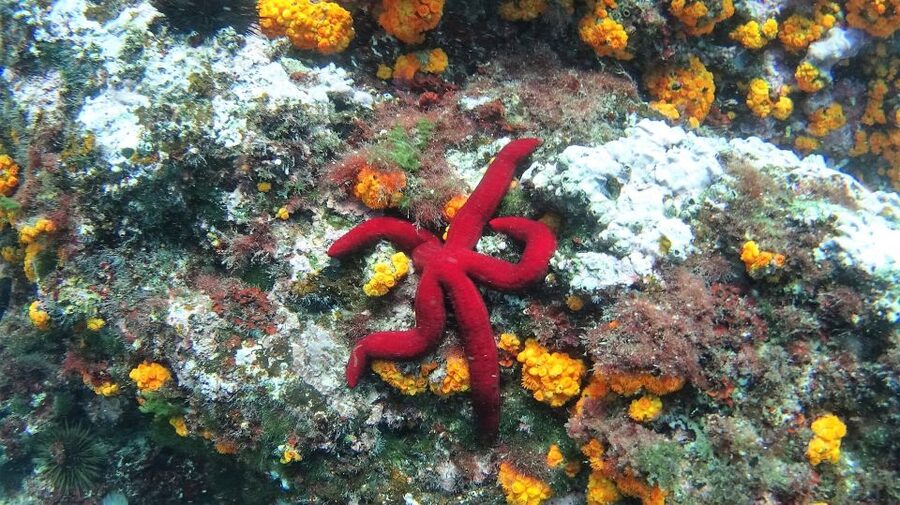 La Herradura: Cerro Gordo Natural Park Kayak & Snorkel Tour - Why La Herradura is such a good launch point