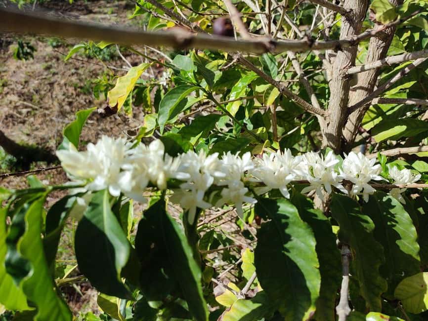 La Herradura Coffee Farm: tour in Europe's only plantation - Manuel’s storytelling makes the difference