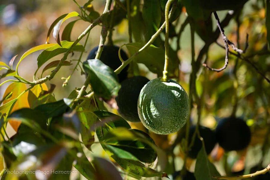 La Herradura Coffee Farm: tour in Europe's only plantation - What the $17 price includes