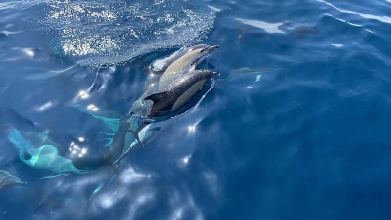 La Herradura: Sailing with a view of dolphins - Setting Sail From Marina del Este