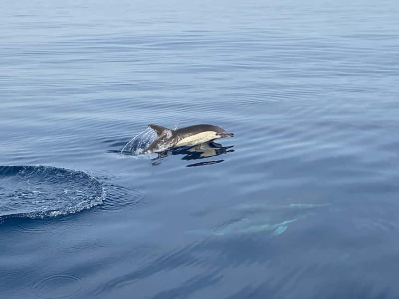 La Herradura: Sailing with a view of dolphins - Swimming, Snorkeling, and Paddleboarding