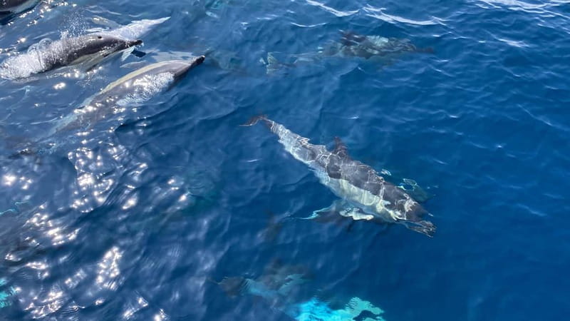La Herradura: Sailing with a view of dolphins - Practical Tips Before You Go