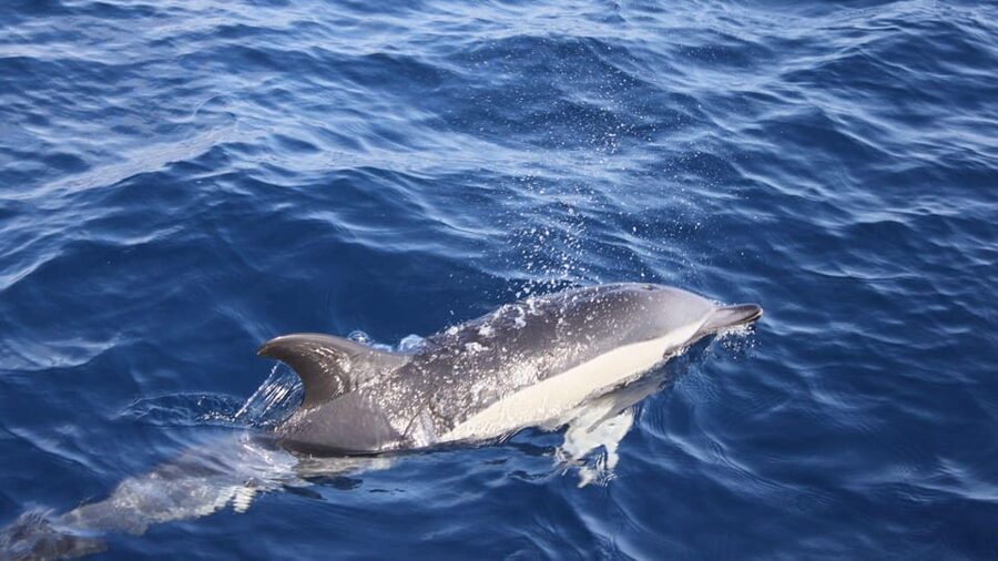Lanzarote: 2.5-Hour Sunset and Dolphins Cruise - Key points to know before booking
