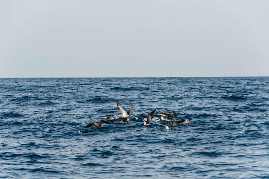 Lanzarote: 2.5-Hour Sunset and Dolphins Cruise - Sunset, sparkling wine, and cake