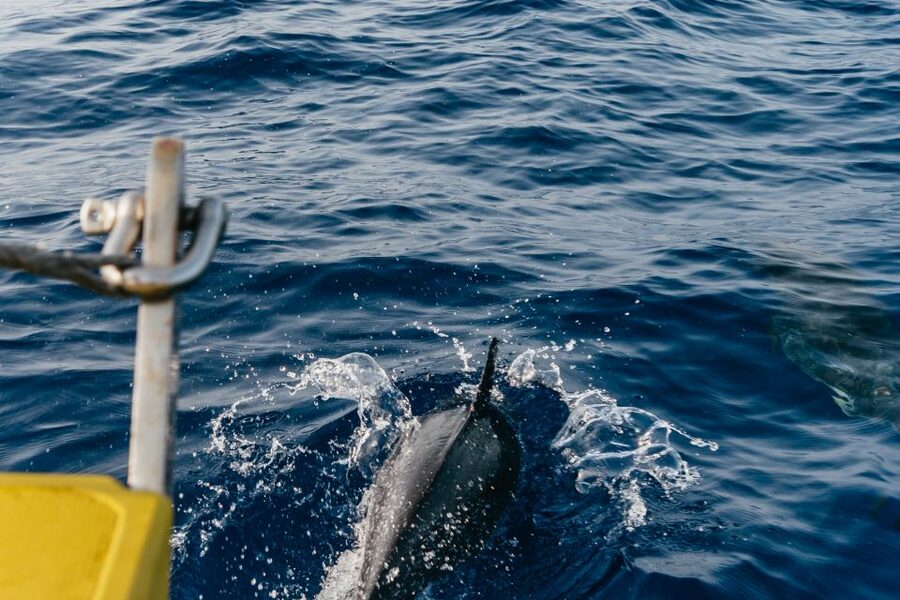 Lanzarote: 2.5-Hour Sunset and Dolphins Cruise - What the $61 price really covers
