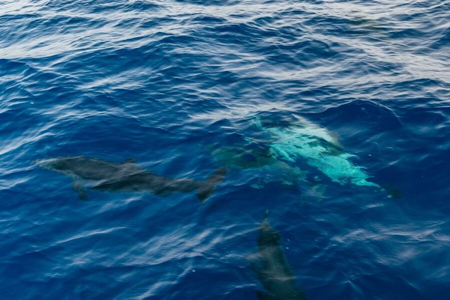Lanzarote: 2.5-Hour Sunset and Dolphins Cruise - Who will enjoy this cruise most