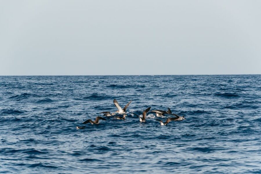 Lanzarote: 2.5-Hour Sunset and Dolphins Cruise - Should you book the Lanzarote sunset dolphin cruise?