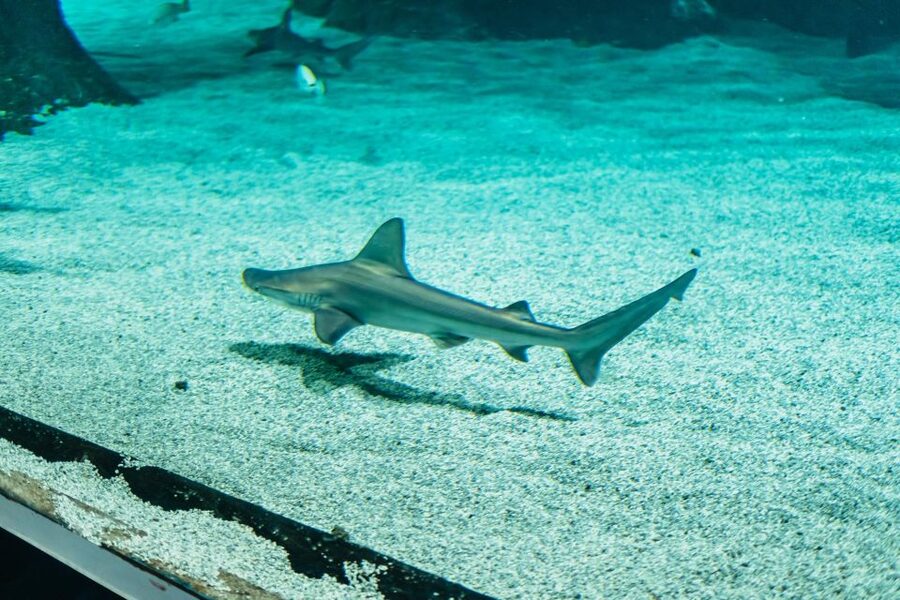Lanzarote: Aquarium Entry Ticket - The tropical zone is built for color