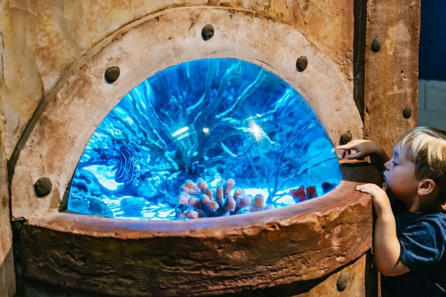 Lanzarote: Aquarium Entry Ticket - The open-sea tank delivers the biggest moment