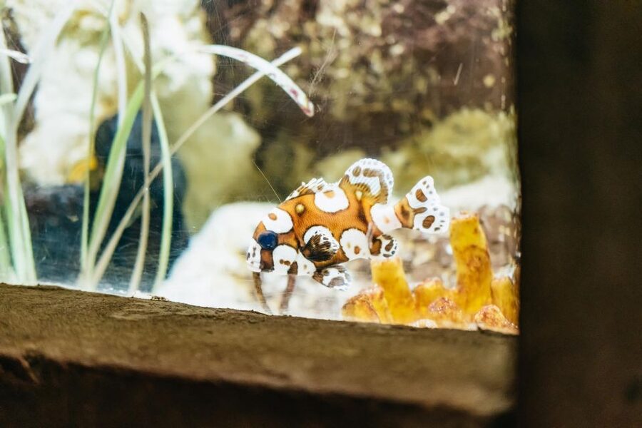 Lanzarote: Aquarium Entry Ticket - Feeding times can stretch a short visit