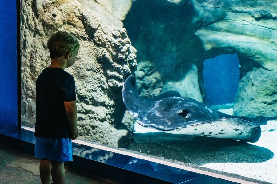 Lanzarote: Aquarium Entry Ticket - Turtle rehabilitation gives the visit a purpose
