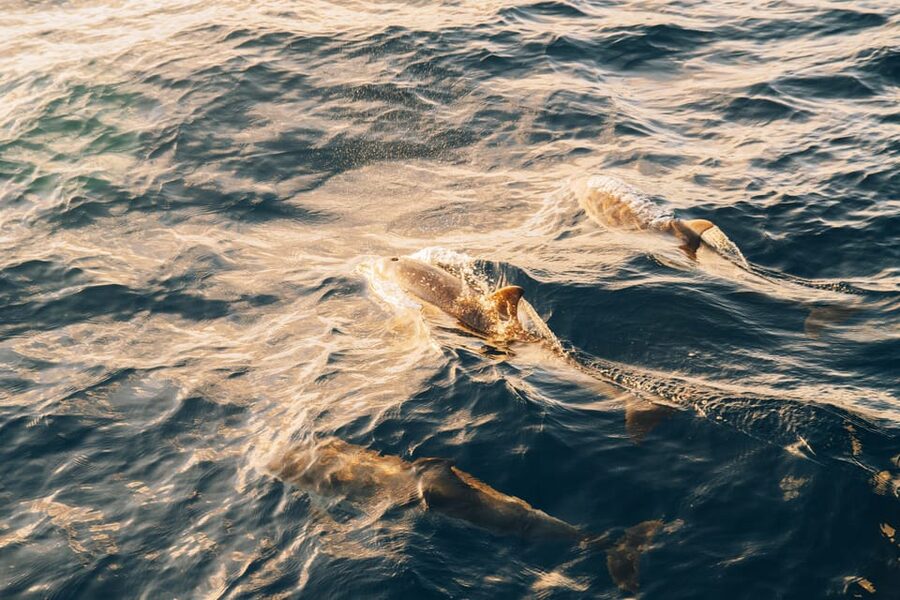 Lanzarote: Dolphin-Watching Sunset Cruise with Transfers - Key points before you book